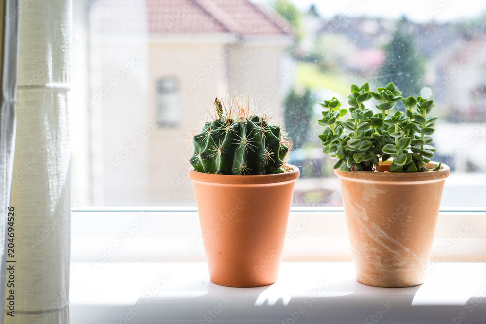 Beautiful, trendy succulents on the window sill, close up shot Beautiful, trendy succulents on the window sill, close up shot