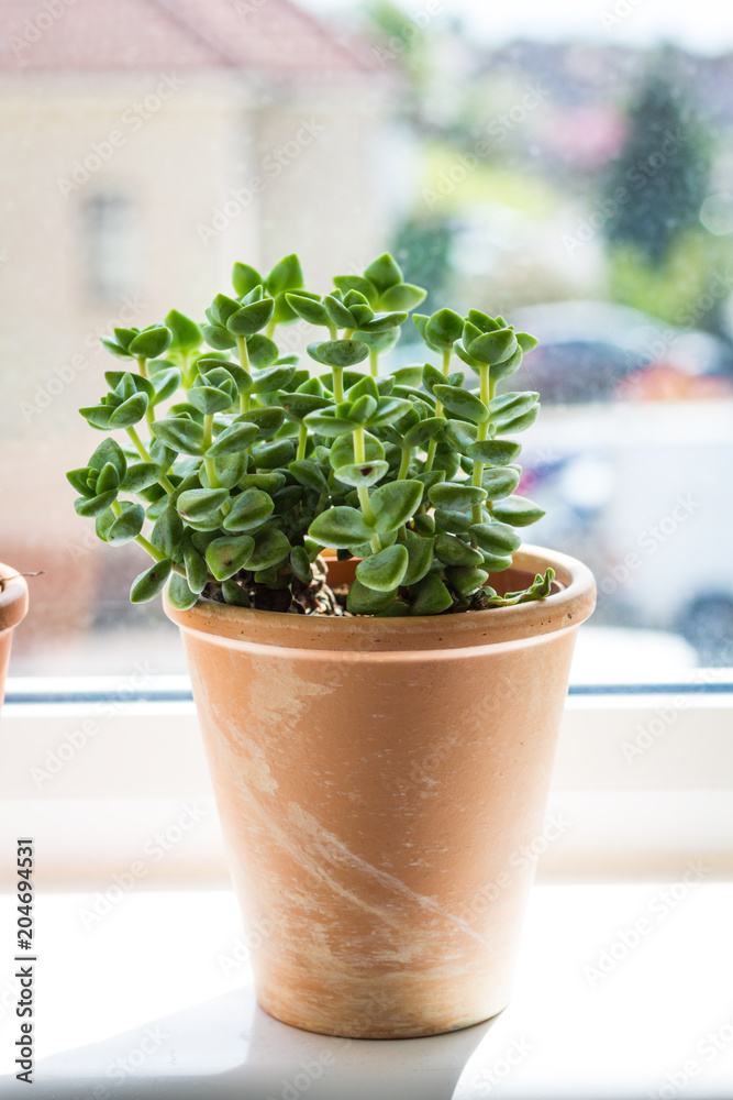 Beautiful, trendy succulent on the window sill, close up shot Beautiful, trendy succulent on the window sill, close up shot