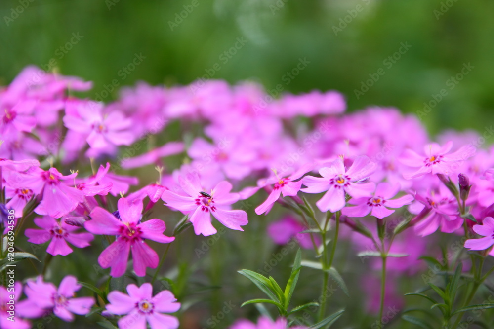 Flowering verbena in the spring garden, pattern with small pink flowers, pink verbena on a blurred background, blank for the designer, botanical garden, postcard on the holiday Flowering verbena in the spring garden, pattern with small pink flowers, pink verbena on a blurred background, blank for the designer, botanical garden, postcard on the holiday