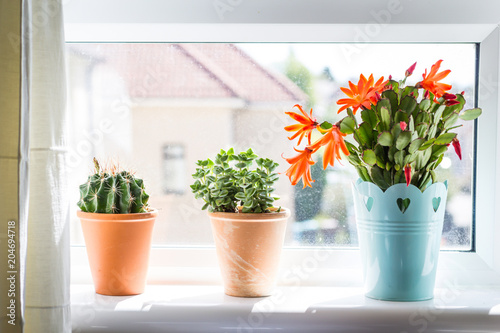 Beautiful, trendy succulents on the window sill, close up shot photo