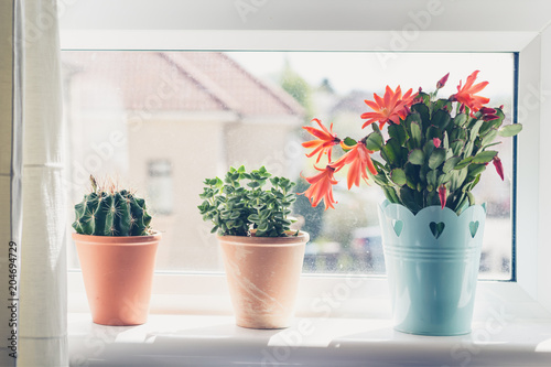 Beautiful  trendy succulents on the window sill  close up shot