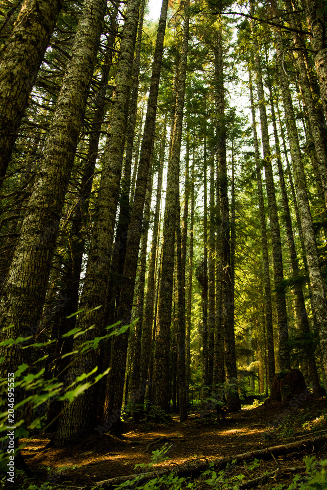 Obraz premium Green fortress