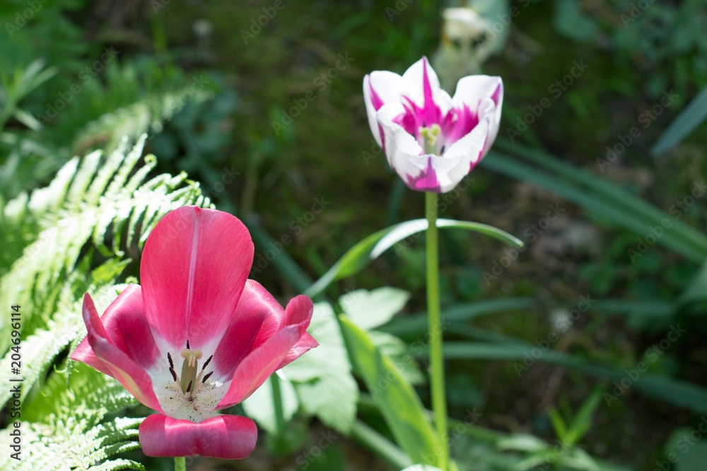 Fototapeta premium Tulipani 