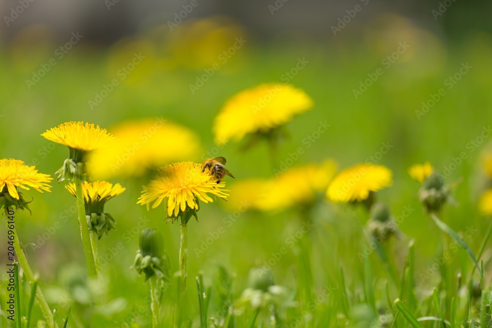 Yellow dandelions growing on spring meadow Yellow dandelions growing on spring meadow