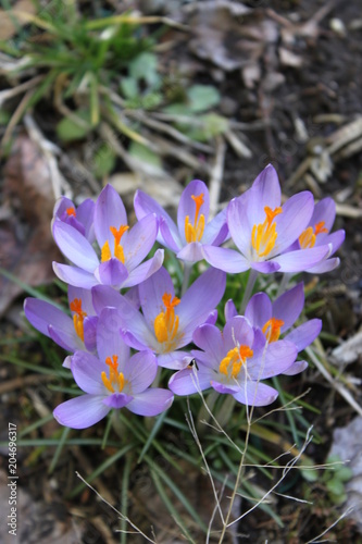 Purple Crocus