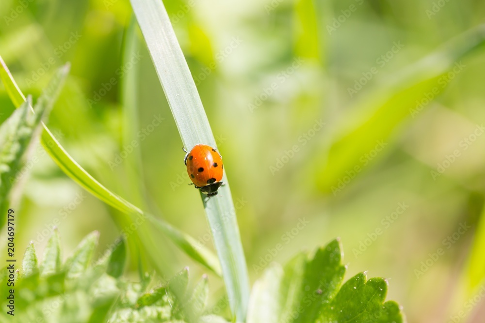 Ladybird walking on green plant in spring day Ladybird walking on green plant in spring day