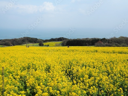 canola flowers in Japan