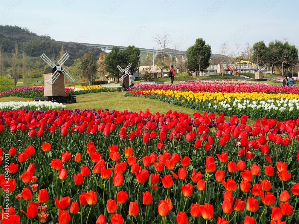 the tulip garden