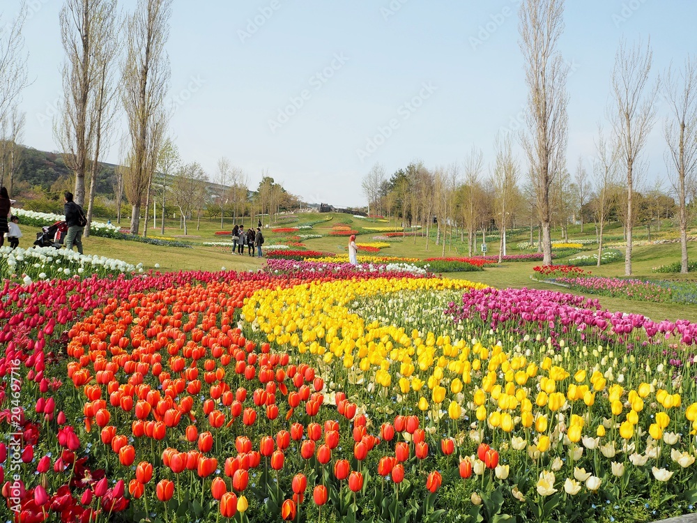 the tulip garden