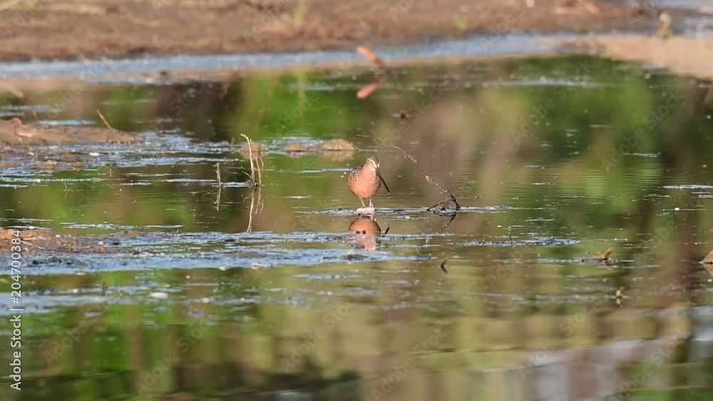 A Long-billed Dowitcher Foraging for Food in the Shallow Lake A Long-billed Dowitcher Foraging for Food in the Shallow Lake
