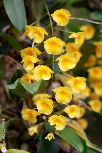 Beautiful Yellow orchid flowers in the garden.