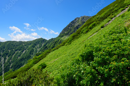 南アルプス 大樺沢から望む北岳