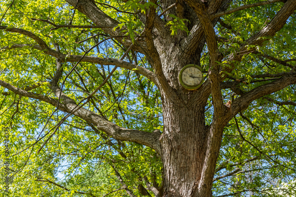 Fototapeta premium Clock in tree