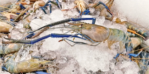 Biig prawn with ice in the market photo