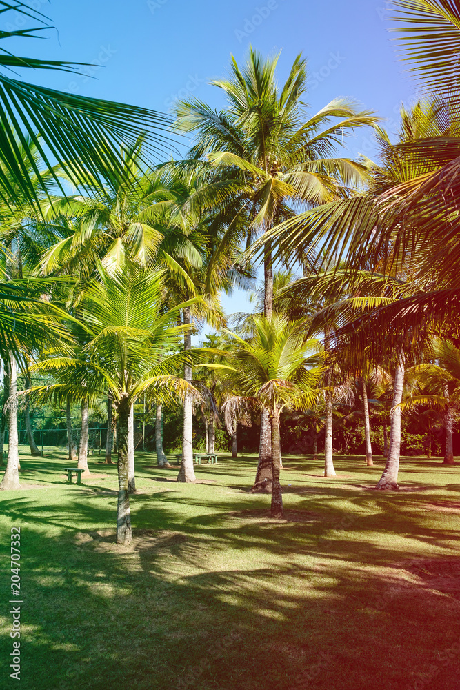 Palm trees of various sizes in a park on sunny day in Rio de Janeiro. Shadows in the foreground, and a deep blue sky. Rio de Janeiro, Brazil. Colored light leak filter applied