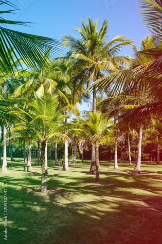 Palm trees of various sizes in a park on sunny day in Rio de Janeiro. Shadows in the foreground, and a deep blue sky. Rio de Janeiro, Brazil. Colored light leak filter applied
