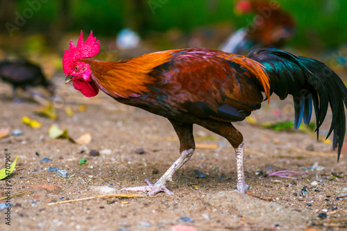 Traditional rooster with hen in forest photo