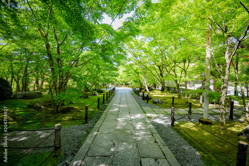 Obraz premium 永観堂（禅林寺) 初夏の境内