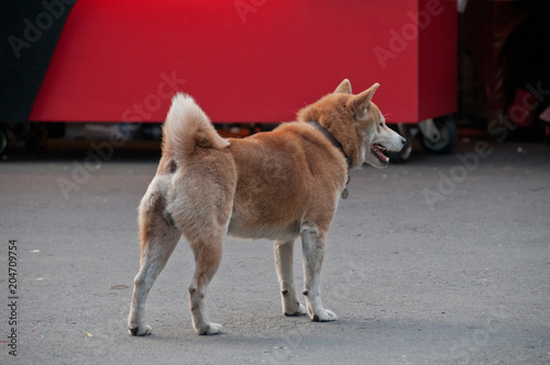 Shiba inu Taiwanese dog standing