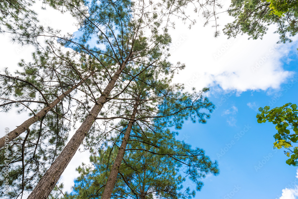 Fototapeta premium Pine tree on high land mountain