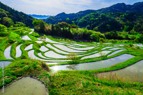 terraced rice-fields at Oyama Senmaida Chiba Japan photo