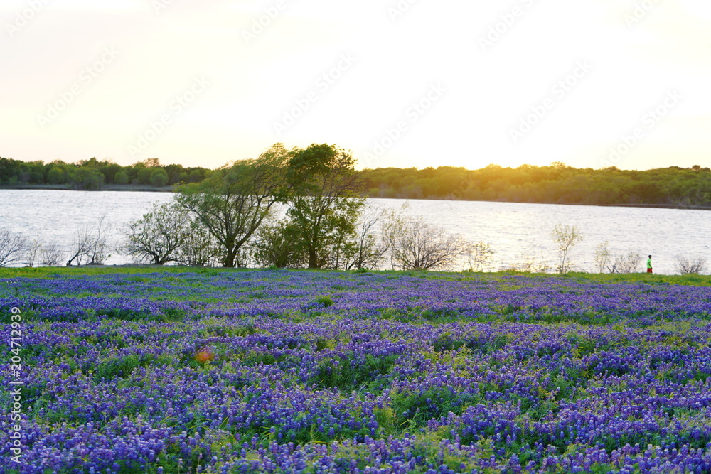 View of blooming bluebonnet wildflowers at a park near Texas Hill Country during spring time