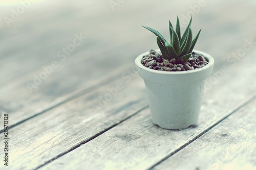 Little pot plant on wooden table background