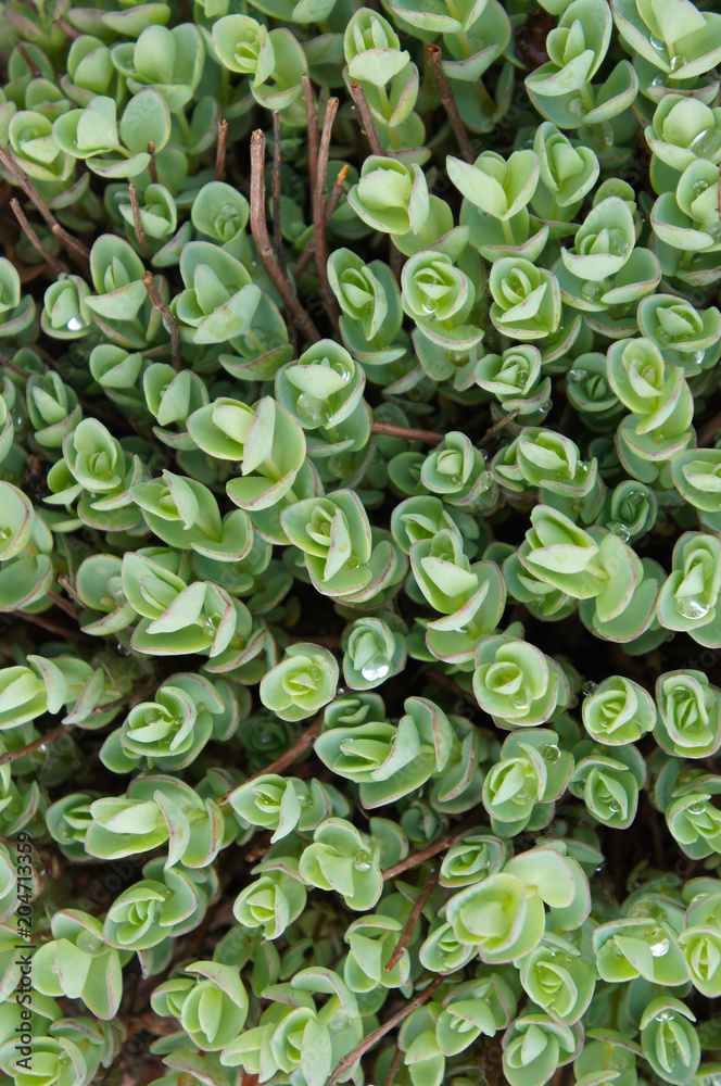 Pink mongolian stonecrop or sedum ewersii green plant background Pink mongolian stonecrop or sedum ewersii green plant background