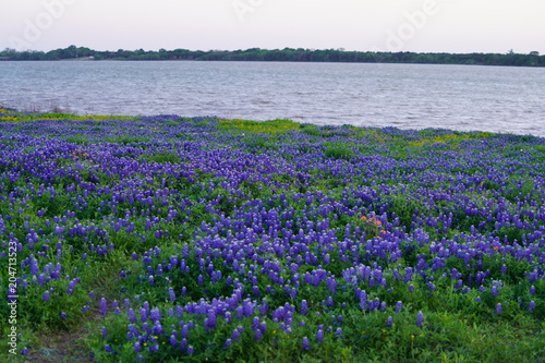 Fototapeta Naklejka Na Ścianę i Meble -  View of blooming bluebonnet wildflowers at a park near Texas Hill Country during spring time