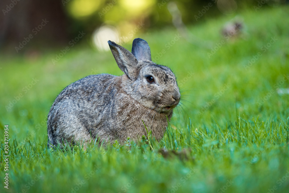 Fototapeta premium big grey rabbit sitting on the green grass taking a nap