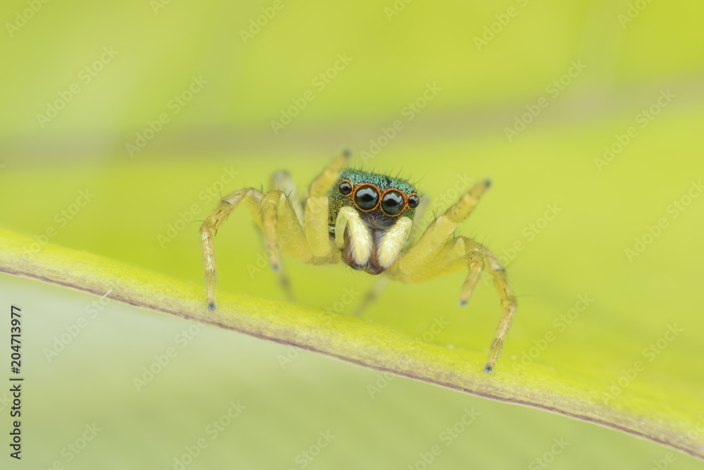 Super Macro female Cosmophasis umbratica or Jumping spider on green leaf Super Macro female Cosmophasis umbratica or Jumping spider on green leaf
