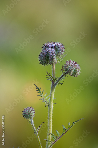 spiky tiny purple flowers on one branch with creamy green background