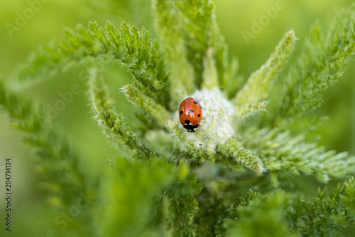 tiny ladybug in the centre of green flower with green background