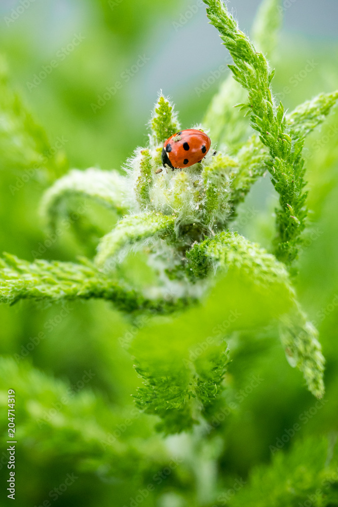 Fototapeta premium ladybug on top of plant under the sun in the morning