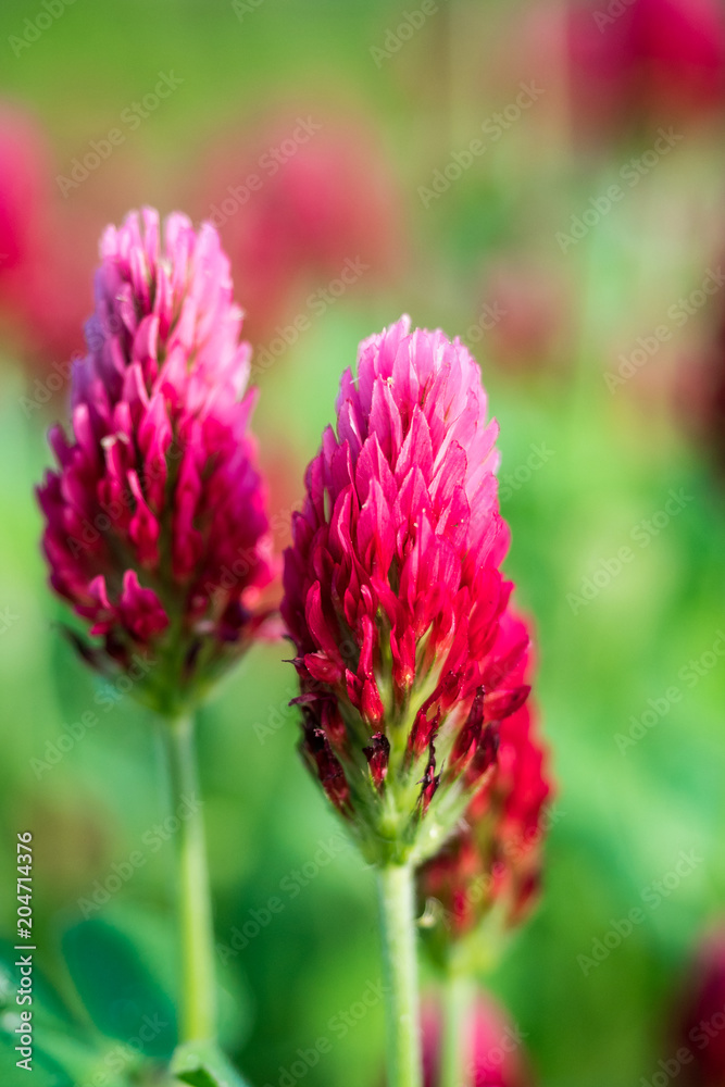 two isolated red flowers in the flower field two isolated red flowers in the flower field