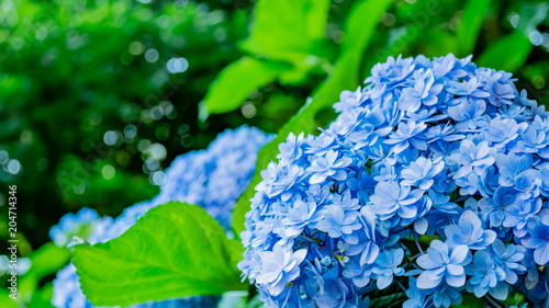 鎌倉　紫陽花