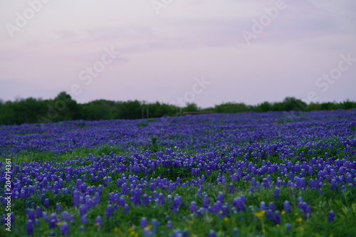 View of blooming bluebonnet wildflowers at a park near Texas Hill Country during spring time © Nicholas & Geraldine