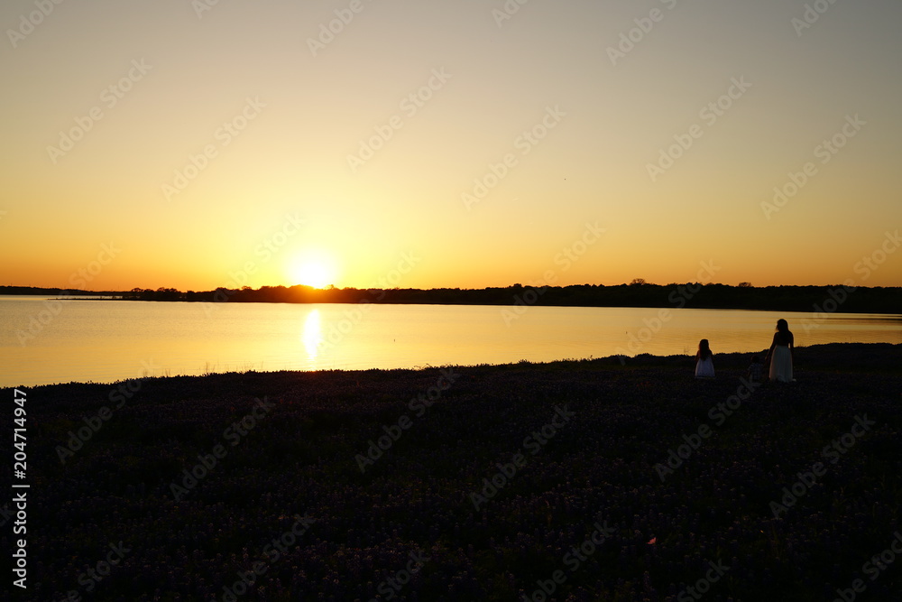 Fototapeta premium View of blooming bluebonnet wildflowers at a park near Texas Hill Country during spring time