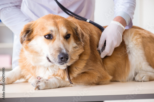 Fototapeta Naklejka Na Ścianę i Meble -  Doctor and assistant checking up golden retriever dog in vet cli