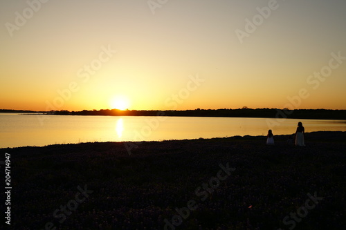 View of blooming bluebonnet wildflowers at a park near Texas Hill Country during spring time