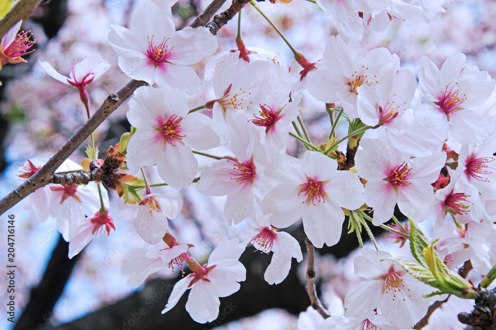 Beautiful view of pink Cherry blossoms or sakura. Beautiful view of pink Cherry blossoms or sakura.