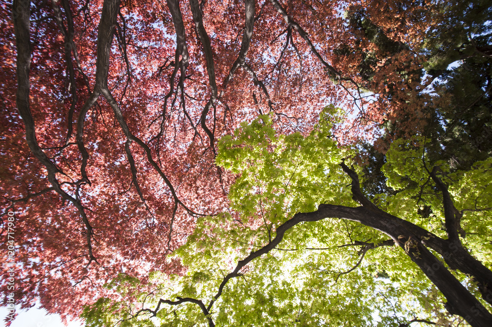 Red and green maple forest Red and green maple forest