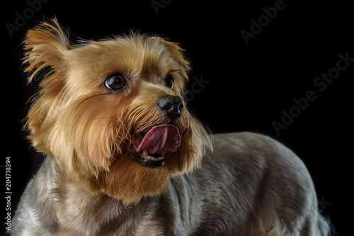 portrait of a yorkshire terrier on a dark background