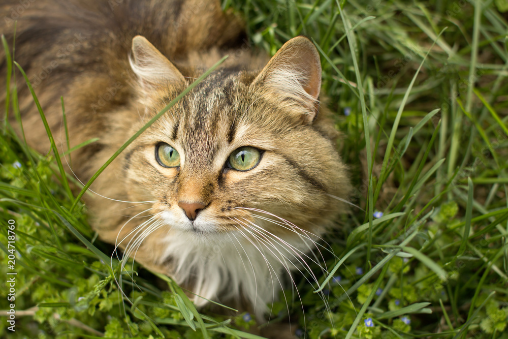 summer portrait of a cat on the green grass, pet walking outdoors