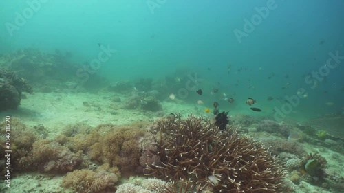 Wallpaper Mural Tropical fish on coral reef at diving. Wonderful and beautiful underwater world with corals and tropical fish. Hard and soft corals. Philippines, Mindoro. Torontodigital.ca