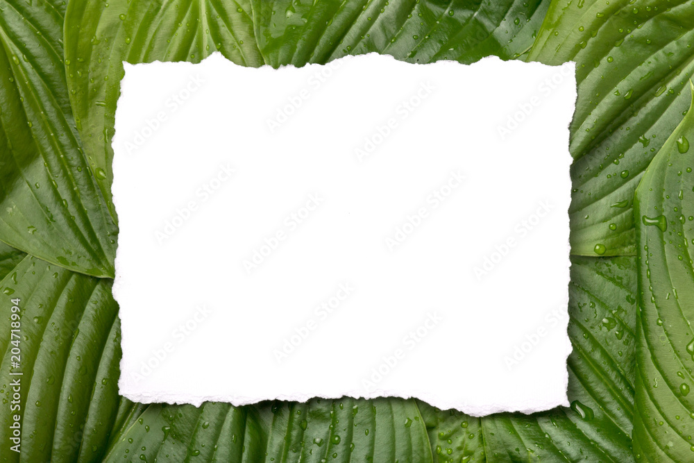 Fototapeta premium White paper frame with place for text on tropical background. Nature layout made of leaves.