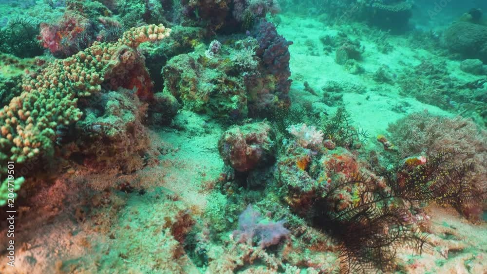 Fish and coral reef at diving. Wonderful and beautiful underwater world with corals and tropical fish. Hard and soft corals. Philippines, Mindoro. Diving and snorkeling in the tropical sea. Fish and coral reef at diving. Wonderful and beautiful underwater world with corals and tropical fish. Hard and soft corals. Philippines, Mindoro. Diving and snorkeling in the tropical sea.