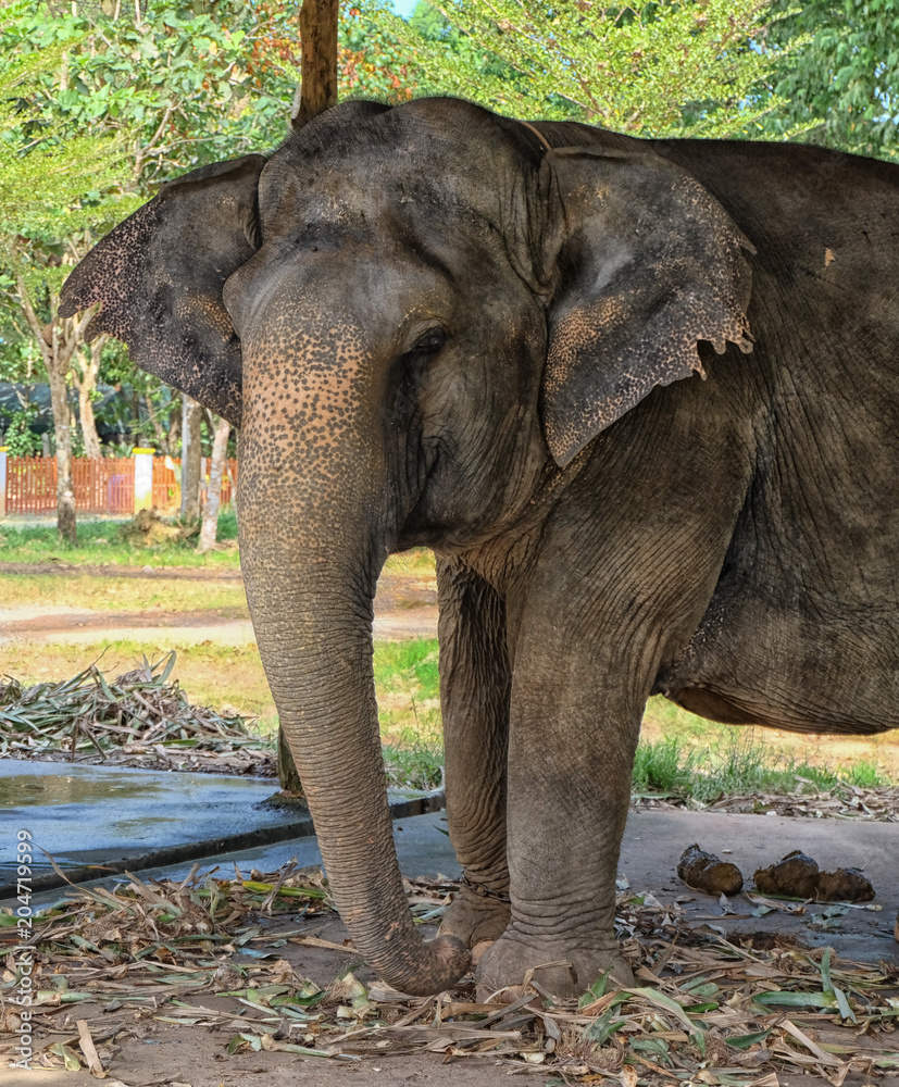 Fototapeta premium elephant