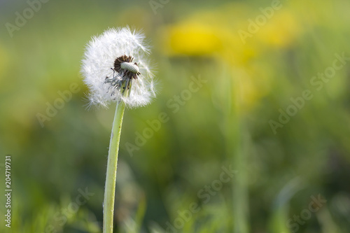 Fototapeta Naklejka Na Ścianę i Meble -  Close-up picture of over bloomed fluffy dandelion with light white seeds on blurred bokeh green background with yellow flowers on bright sunny day. Beauty of nature concept.