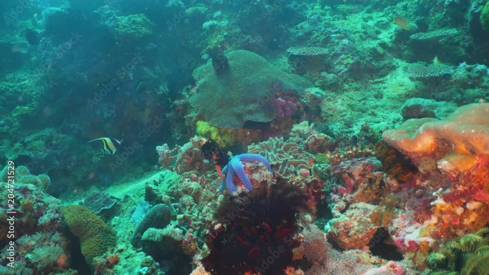Fish and coral reef at diving. Wonderful and beautiful underwater world with corals and tropical fish. Hard and soft corals. Philippines, Mindoro. Diving and snorkeling in the tropical sea. Fish and coral reef at diving. Wonderful and beautiful underwater world with corals and tropical fish. Hard and soft corals. Philippines, Mindoro. Diving and snorkeling in the tropical sea.